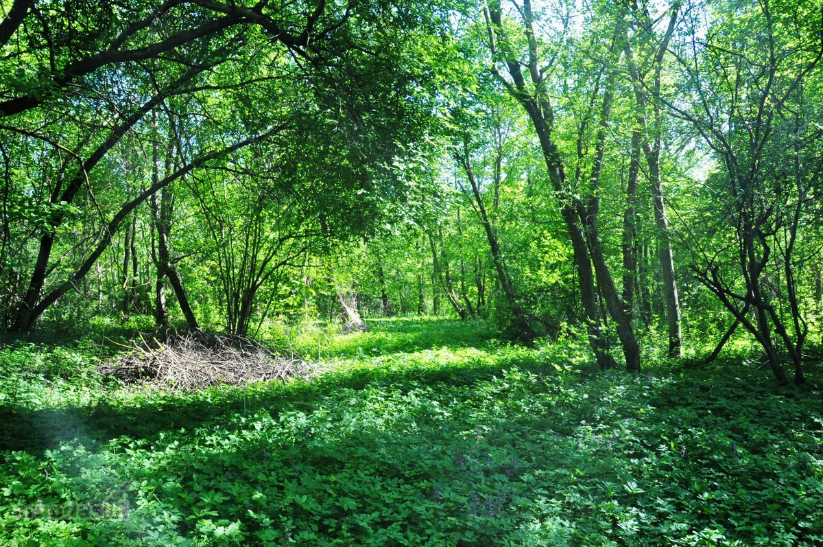 Parduodamas unikalus 1,6 ha sklypas šalia - nuotraukos Nr. 2