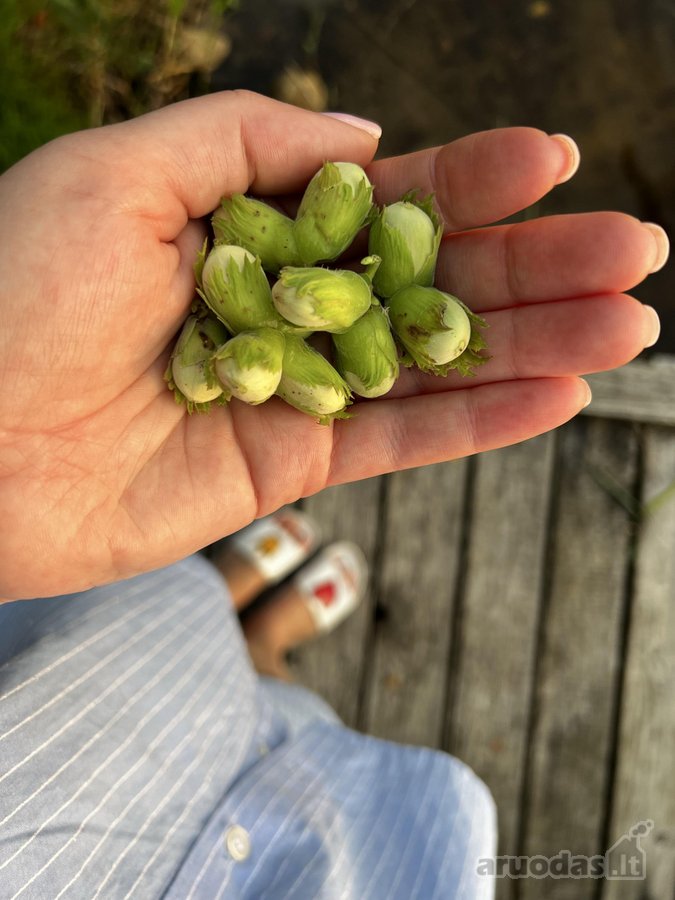 Parduodami du besiribojantys žemės sklypai, - nuotraukos Nr. 20