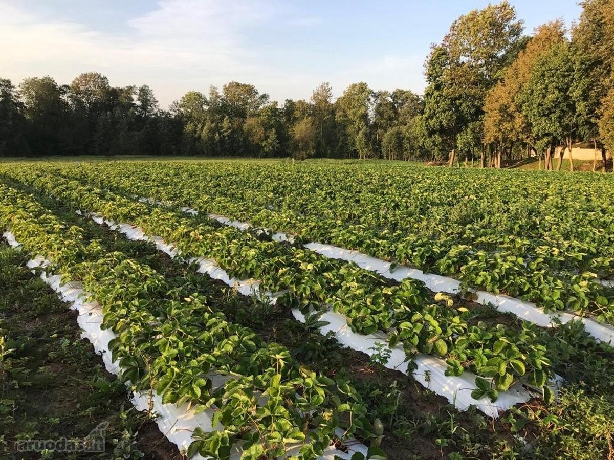 Parduodamas 2,2 ha žemės ūkio paskirties - nuotraukos Nr. 2