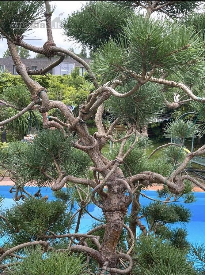 Parduodamas išskirtinės kokybės, pilnai - nuotraukos Nr. 30
