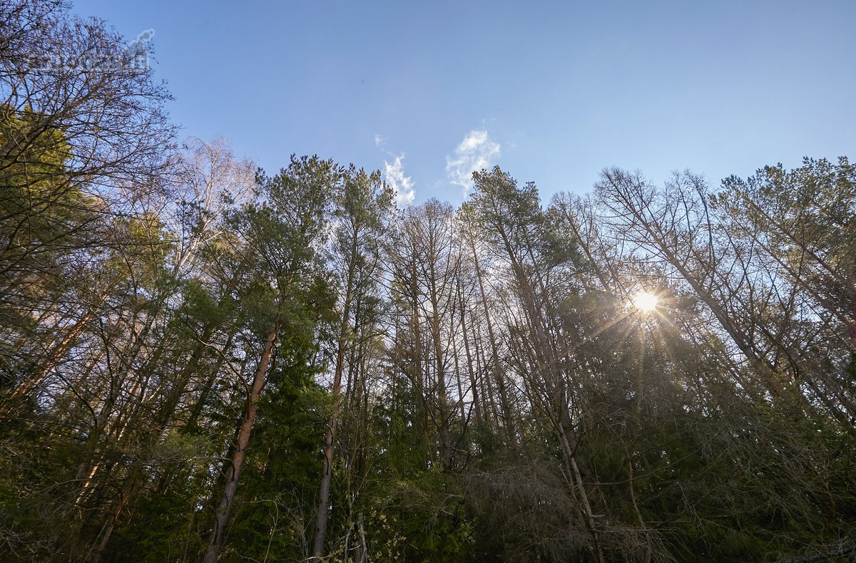 Miško Apsupty, Šalia Prienų Miesto - nuotraukos Nr. 16