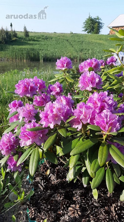 Parduodamas medinis dvaras - nuotraukos Nr. 80