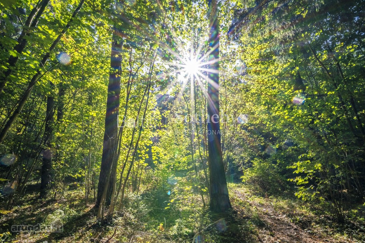 Vos keli šimtai metrų nuo vienos pagrindinių - nuotraukos Nr. 4
