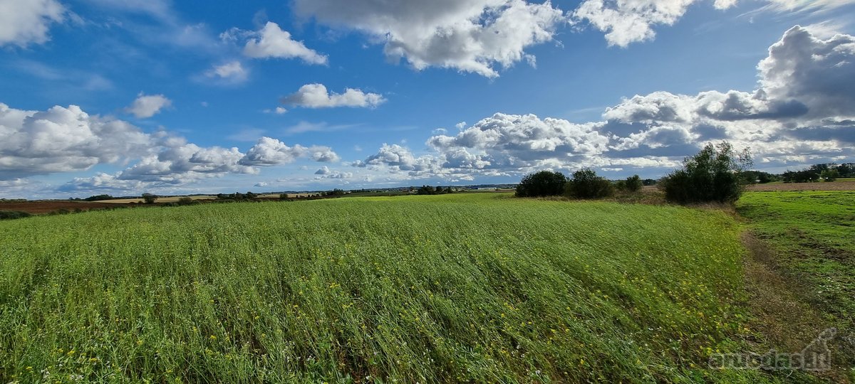 Derlingas Žū pask. sklypas 1,1 ha - nuotraukos Nr. 12