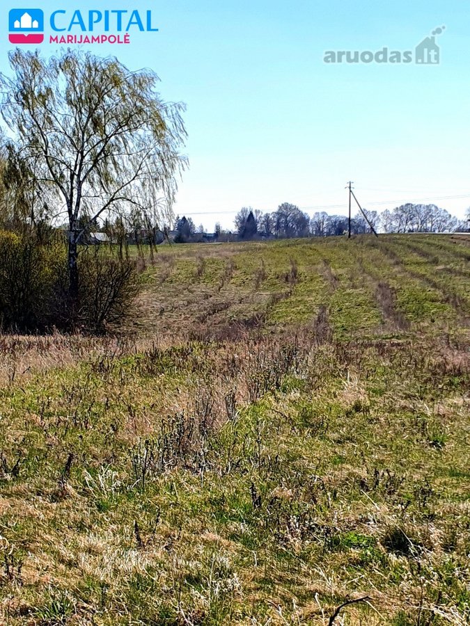 Parduodama šimtametė dzūkų sodyba ir labai - nuotraukos Nr. 12