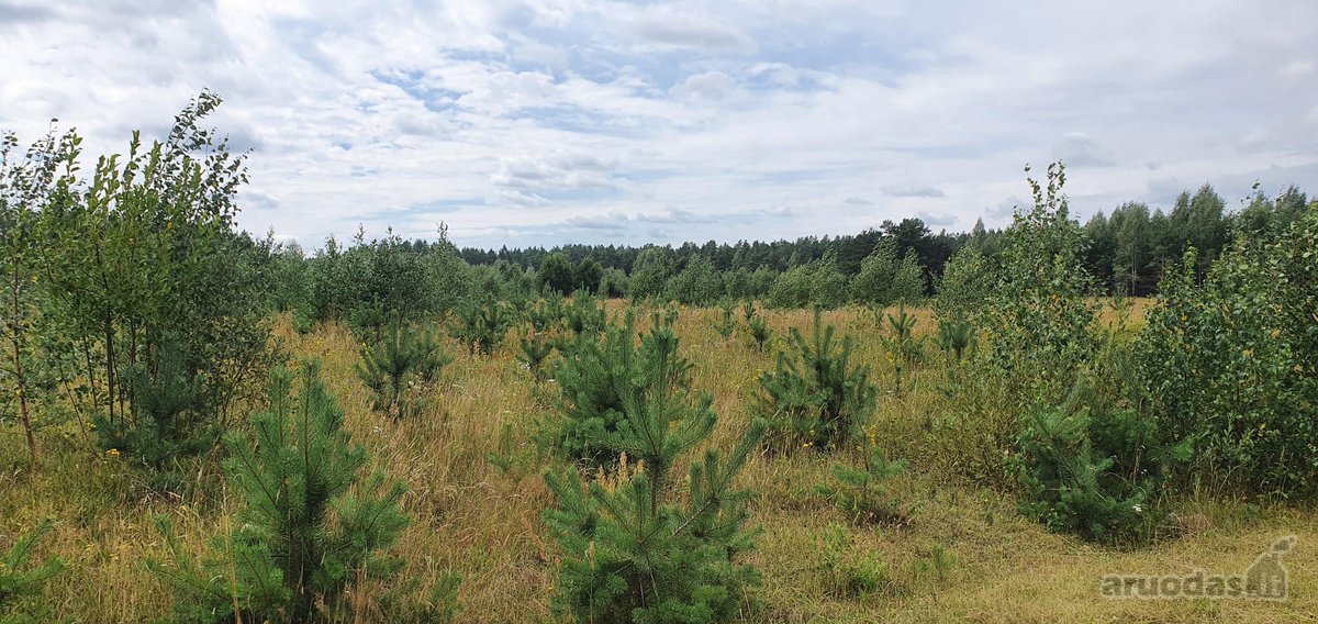 Parduodamas 2.5ha žemės ūkio paskirties - nuotraukos Nr. 8