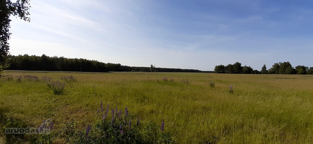 Parduodamas 2.5ha žemės ūkio paskirties - nuotraukos Nr. 10