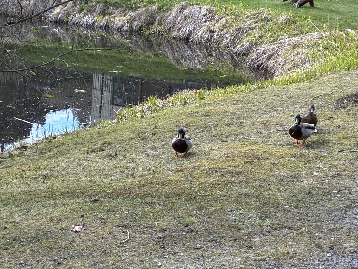 Parduodamas jaukus sodo sklypas su namuku - nuotraukos Nr. 6