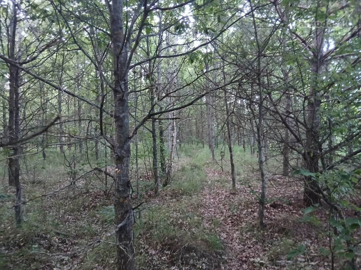 Per sklypą teka upelis Kamainė. - nuotraukos Nr. 5