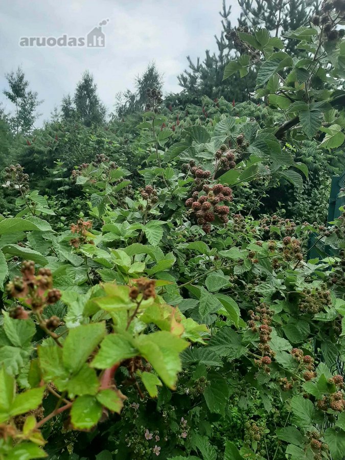 Parduodamas sodo namas, Gervėnų km. SB - nuotraukos Nr. 8