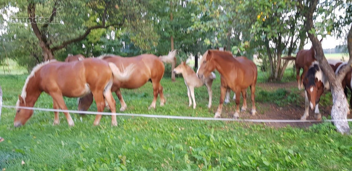 Parduodama , puoseleta,priziureta ir myleta - nuotraukos Nr. 5