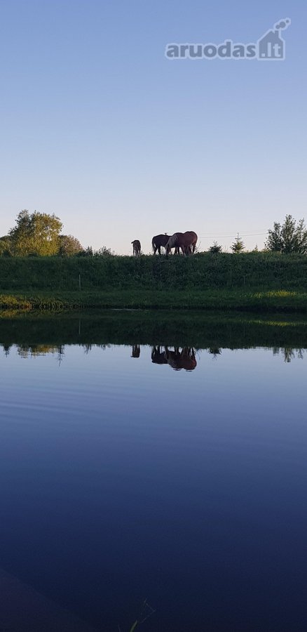 Parduodama , puoseleta,priziureta ir myleta - nuotraukos Nr. 39
