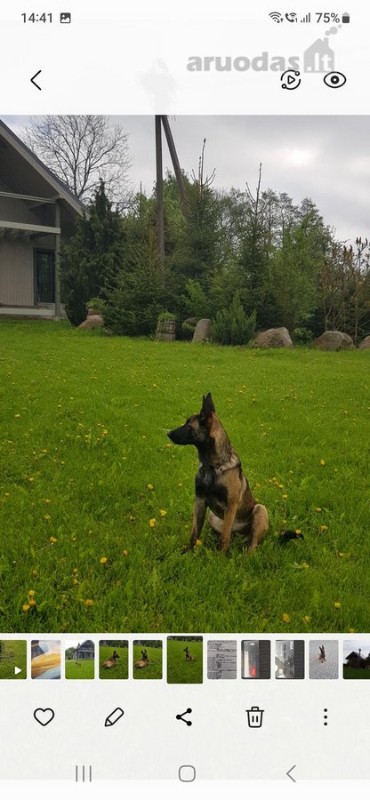 Parduodama , puoseleta,priziureta ir myleta - nuotraukos Nr. 48