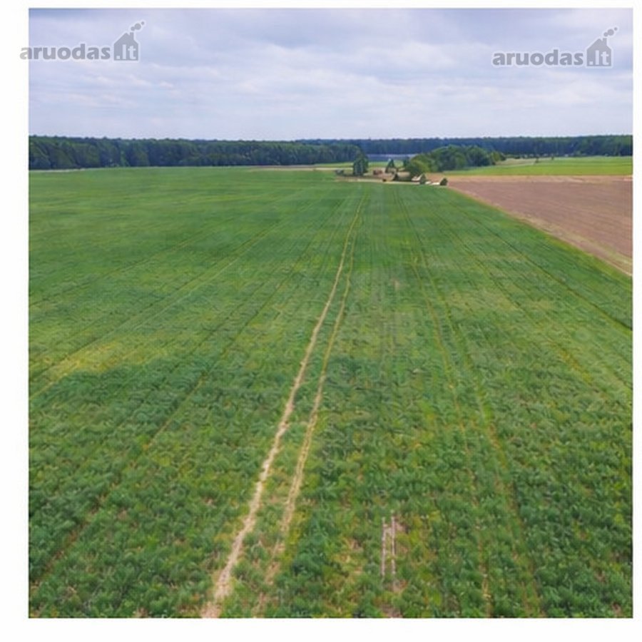 Parduodamas 21,57 ha žemės ūkio paskirties - nuotraukos Nr. 5