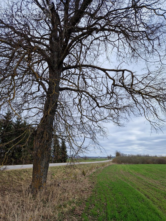 Parduodamas 3,65 ha žemės ūkio paskirties