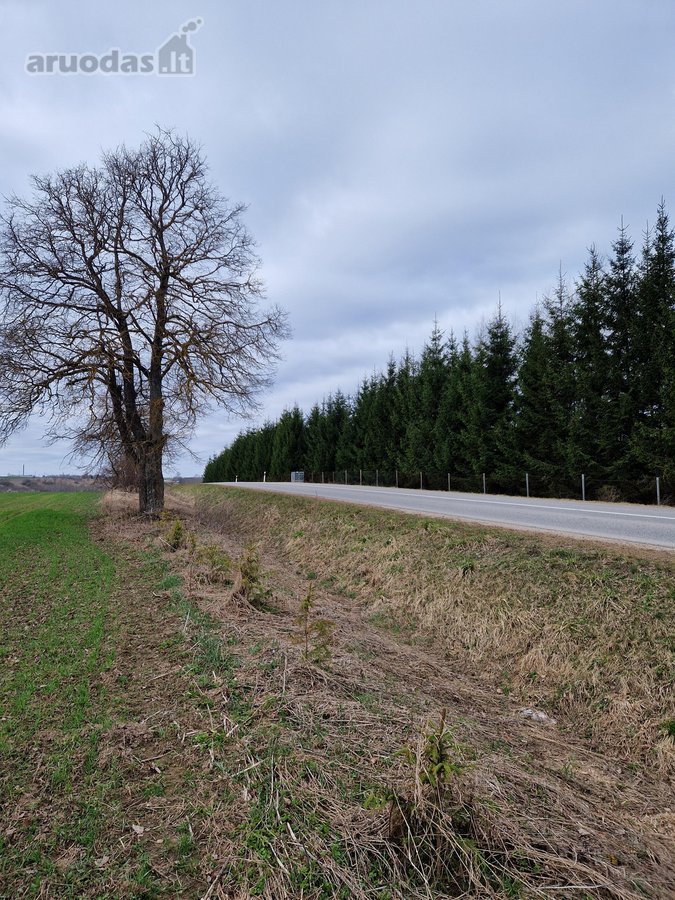 Parduodamas 3,65 ha žemės ūkio paskirties - nuotraukos Nr. 3