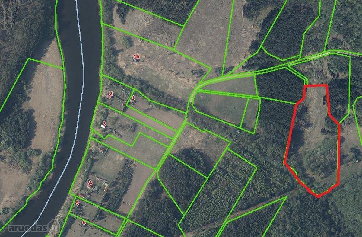 Gamtos, brandaus pušyno apsuptyje, Neries - nuotraukos Nr. 11