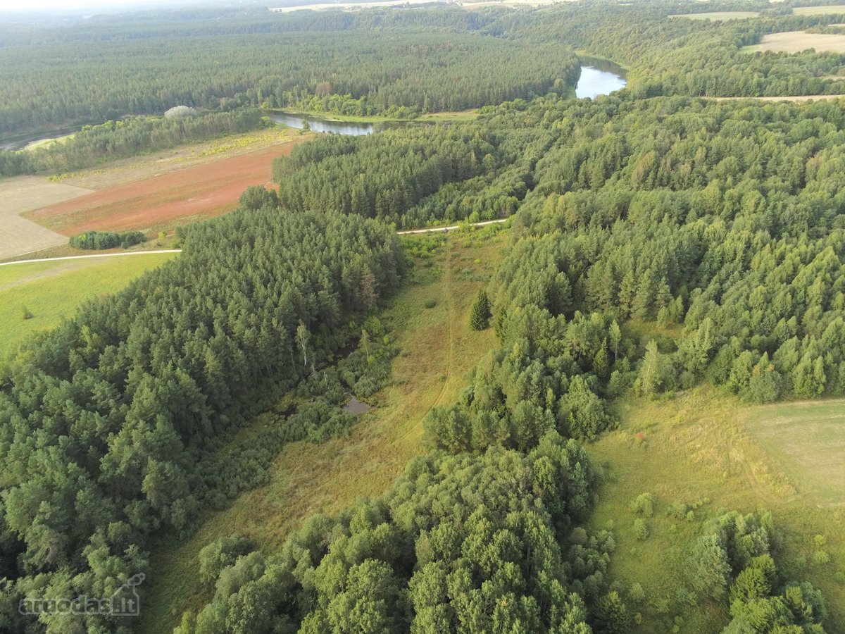 Gamtos, brandaus pušyno apsuptyje, Neries - nuotraukos Nr. 6