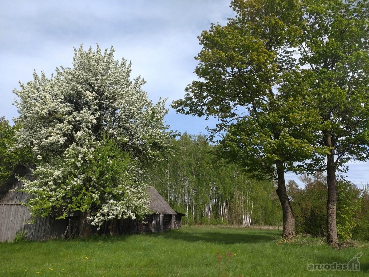 Labai tylioje ir ramioje vietoje, ant - nuotraukos Nr. 2
