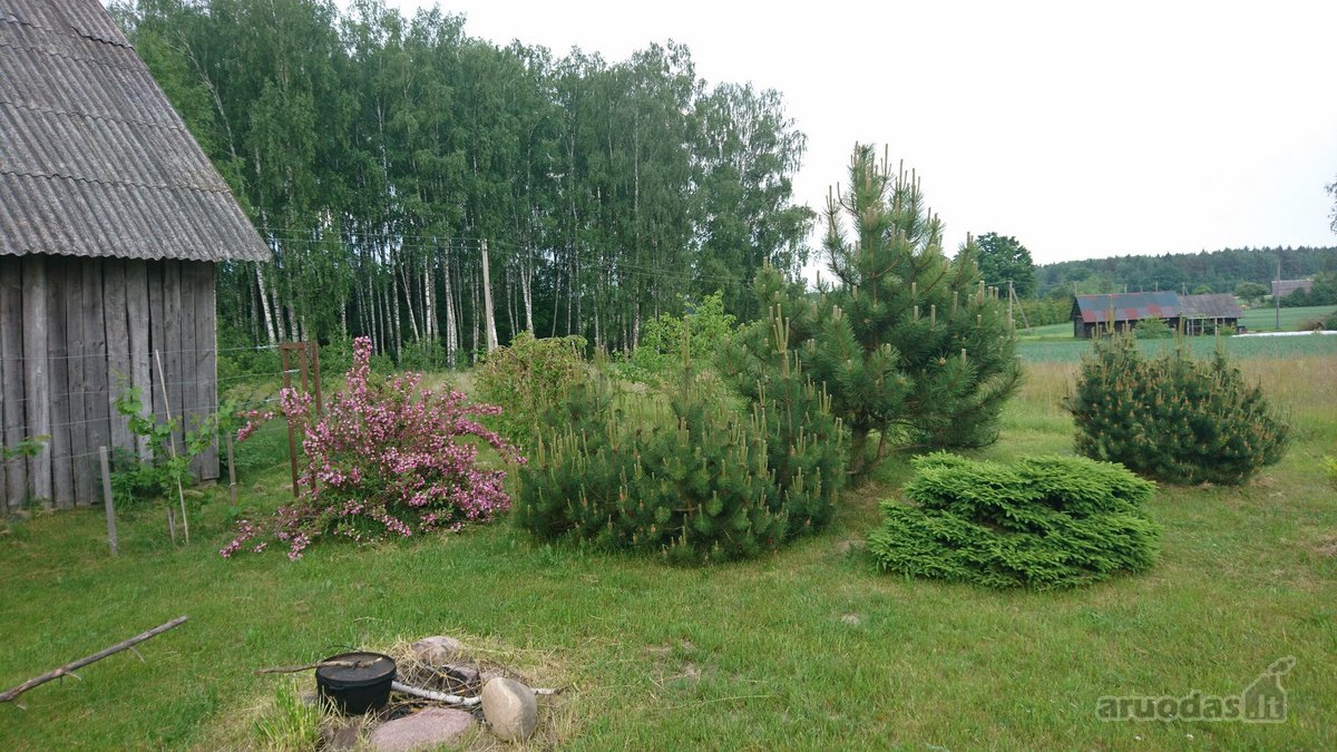 Labai tylioje ir ramioje vietoje, ant - nuotraukos Nr. 7