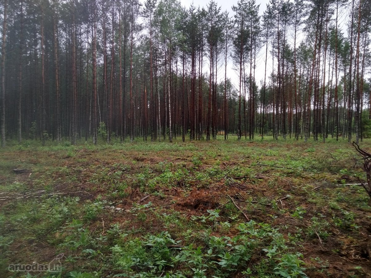 Parduodamas 1,68 ha sklypas. Teritorijoje yra - nuotraukos Nr. 4