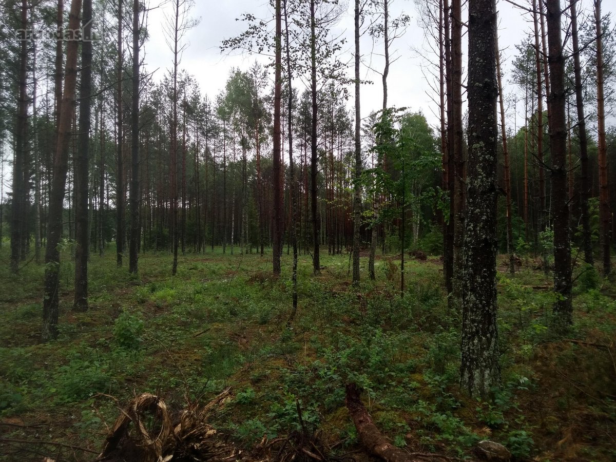 Parduodamas 1,68 ha sklypas. Teritorijoje yra - nuotraukos Nr. 5