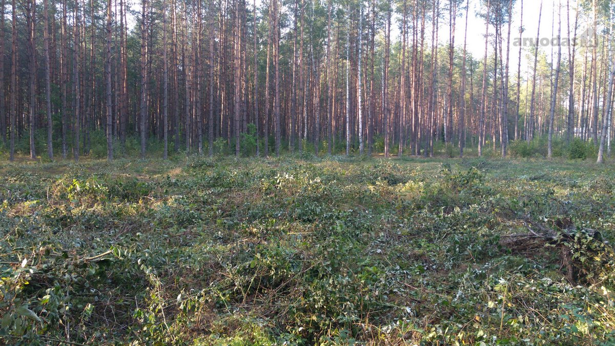 Parduodamas 1,68 ha sklypas. Teritorijoje yra - nuotraukos Nr. 6