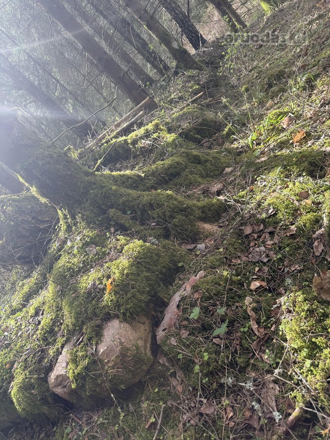 Anyksciu rajone, Simoniu girioje ypatingai - nuotraukos Nr. 3