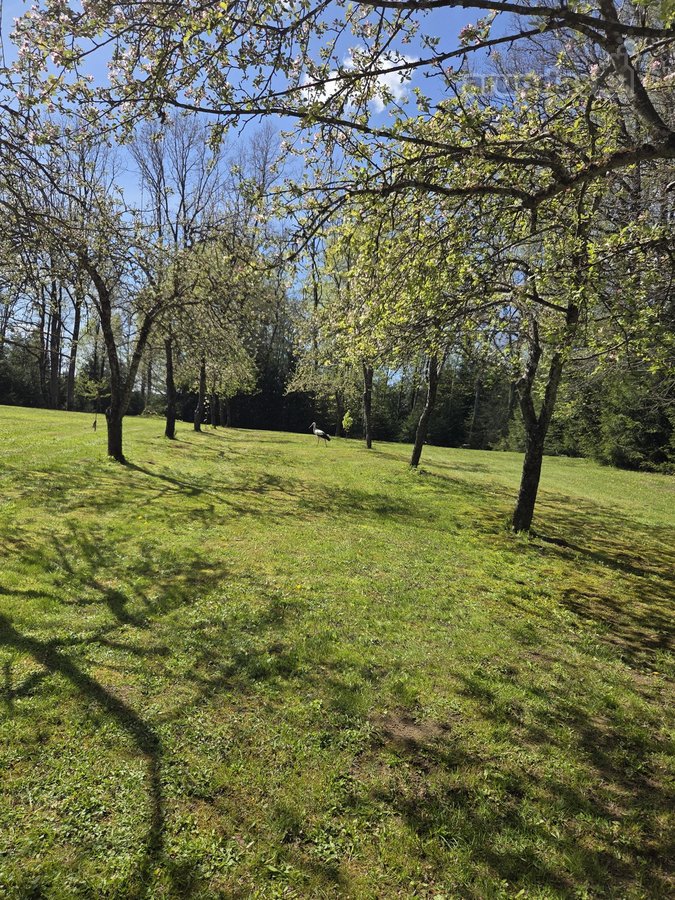 Parduodamas 1.32 ha sklypas, sudarytas iš: - nuotraukos Nr. 11