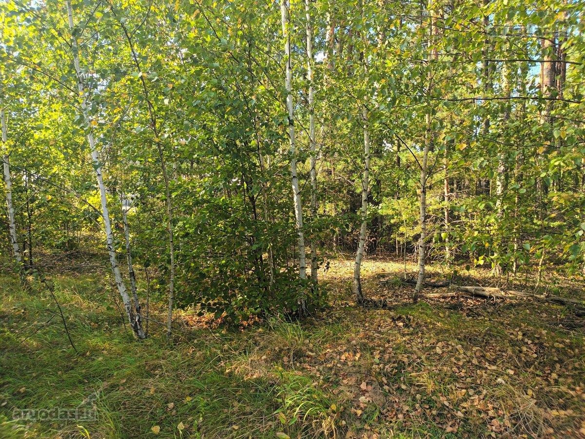 Ribojasi su Pušynu, 200 metrų iki tvenkinio - nuotraukos Nr. 11