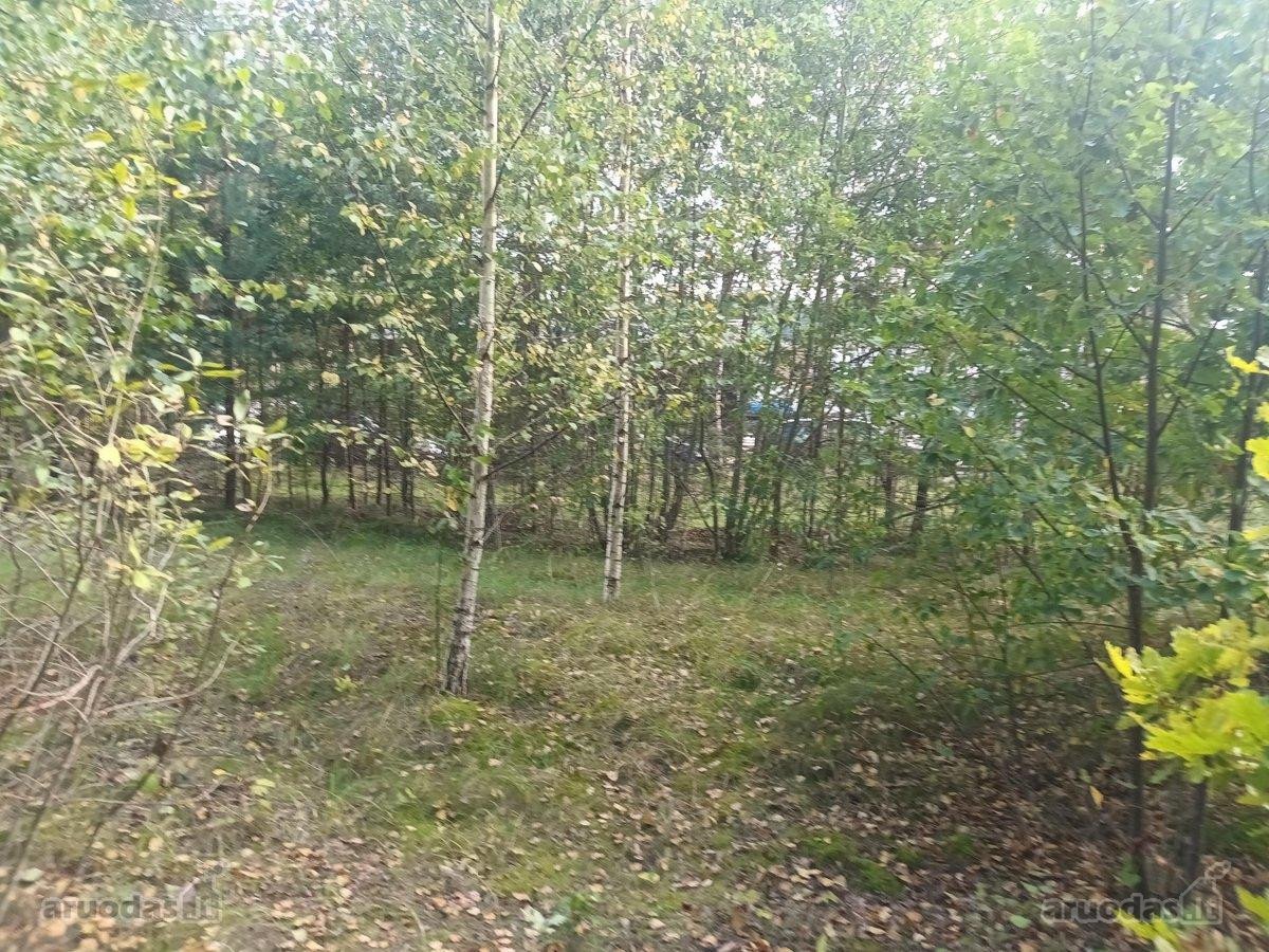 Ribojasi su Pušynu, 200 metrų iki tvenkinio - nuotraukos Nr. 13