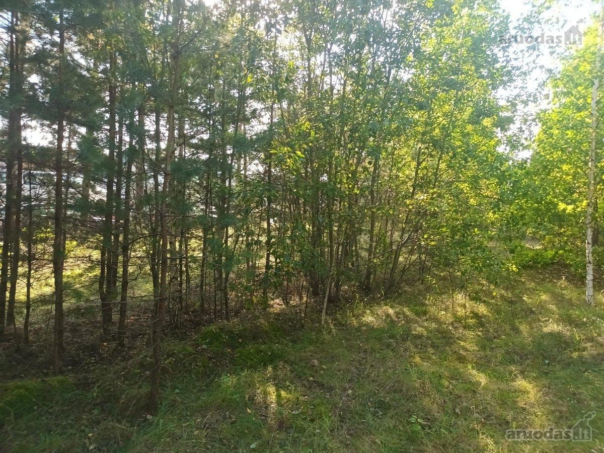 Ribojasi su Pušynu, 200 metrų iki tvenkinio - nuotraukos Nr. 14