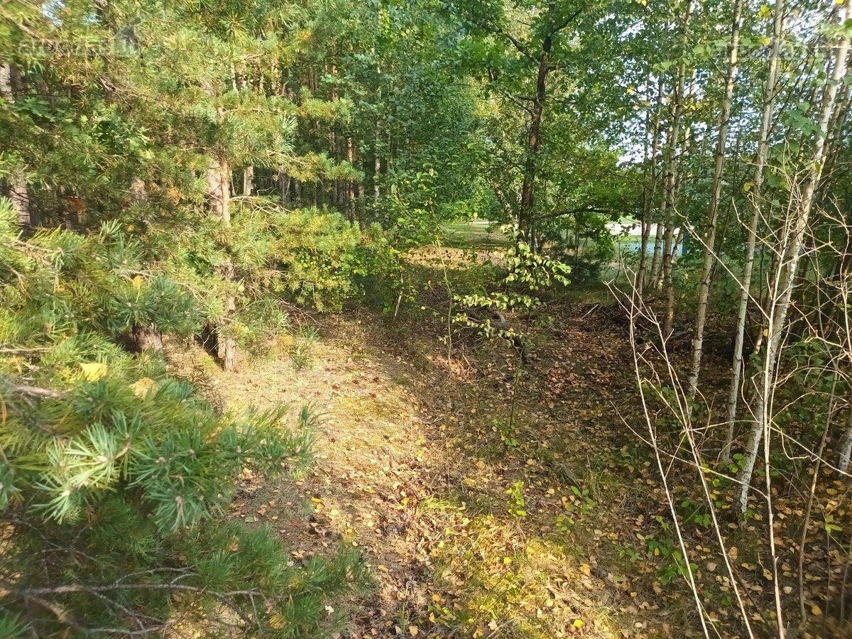 Ribojasi su Pušynu, 200 metrų iki tvenkinio - nuotraukos Nr. 10