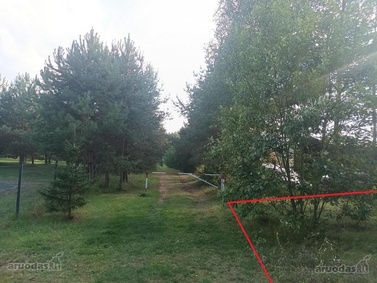 Ribojasi su Pušynu, 200 metrų iki tvenkinio - nuotraukos Nr. 9