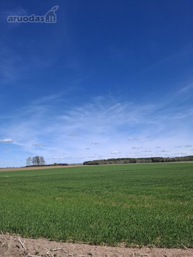 Parduodama dirbama žemė Jonavos rajone Kulvos - nuotraukos Nr. 11