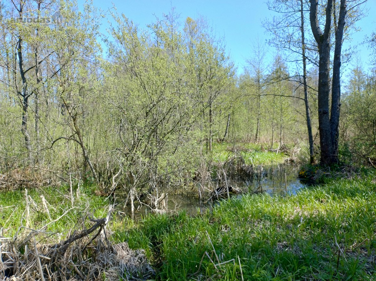 Rastinis namas su sklypu Zarasų r.sav. Turmantas - nuotraukos Nr. 4