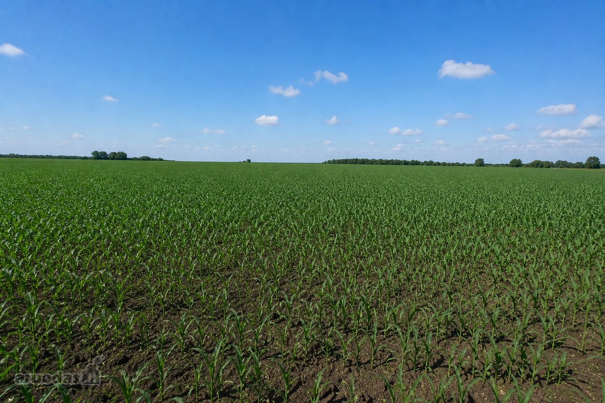 Parduodami 2 gretimi žemės ūkio sklypai  7,6 - nuotraukos Nr. 5