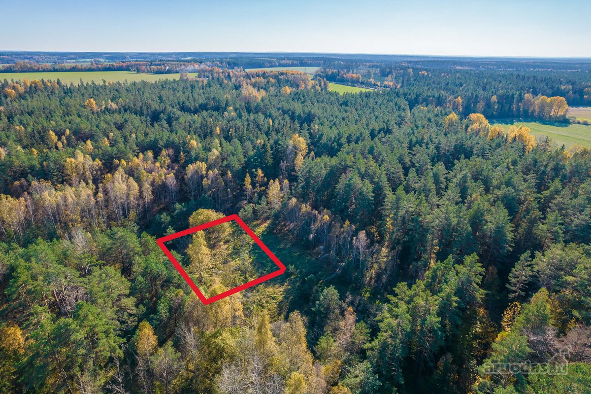Namų valdos sklypas miške - Pabarčių k., - nuotraukos Nr. 5