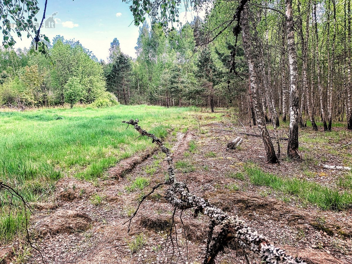 Namų valdos sklypas miške - Pabarčių k., - nuotraukos Nr. 17