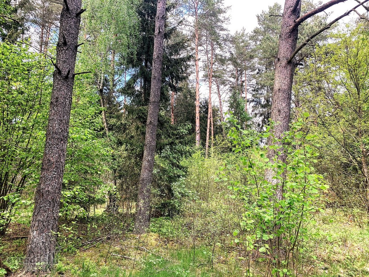 Namų valdos sklypas miške - Pabarčių k., - nuotraukos Nr. 21