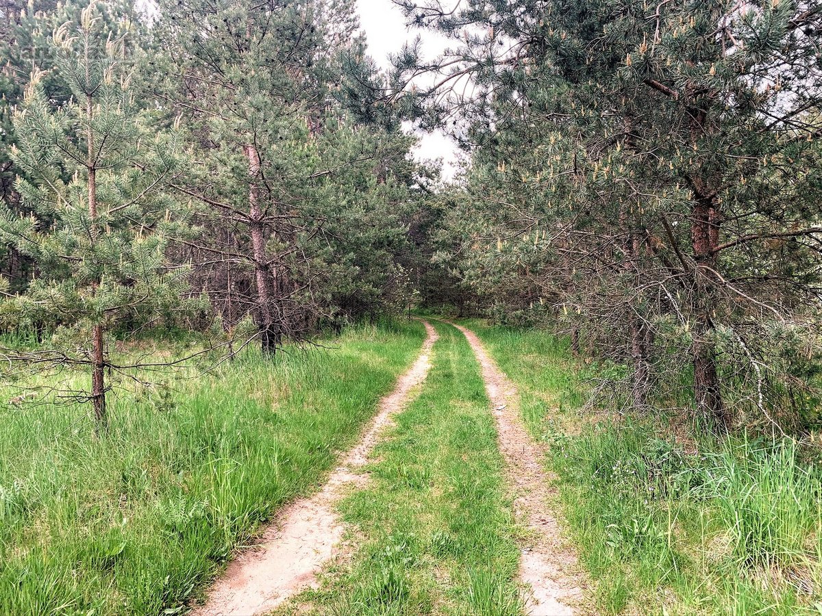 Namų valdos sklypas miške - Pabarčių k., - nuotraukos Nr. 22