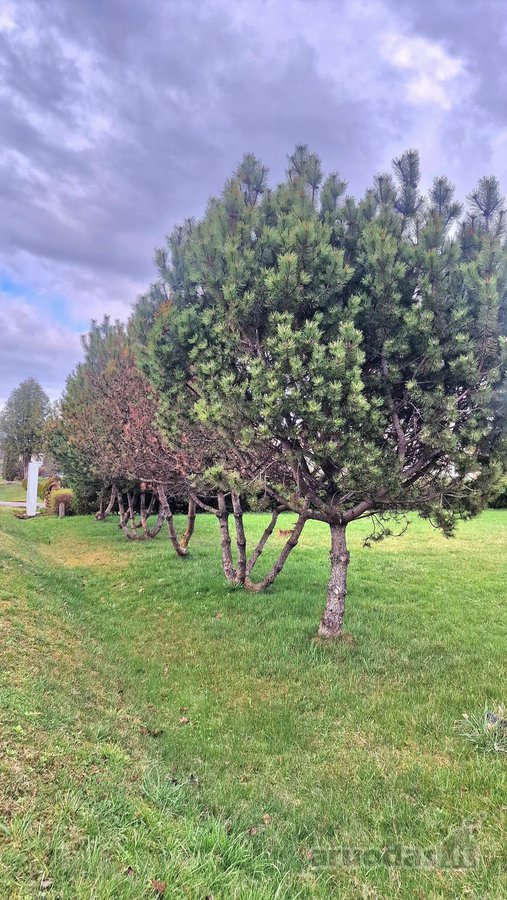 Vos 4 Km. Nuo Anykščių, Nuo Regioninio Parko, - nuotraukos Nr. 28