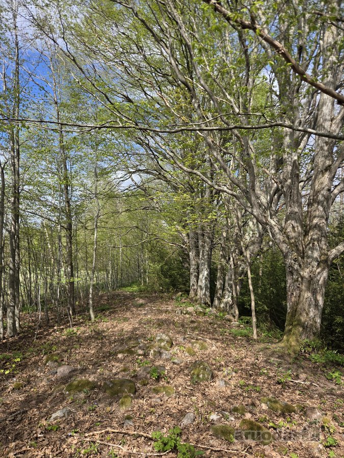 Parduodamas 1.32 ha sklypas, sudarytas iš: - nuotraukos Nr. 19