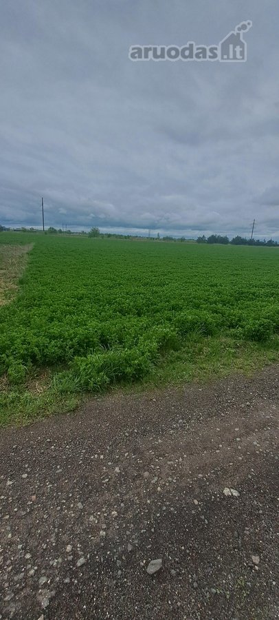 Parduodamas 0,5ha žemės ūkio paskirties - nuotraukos Nr. 5