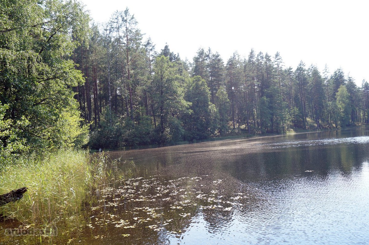 Parduodamas 5.6 ha ypatingo grožio miškų ūkio - nuotraukos Nr. 3