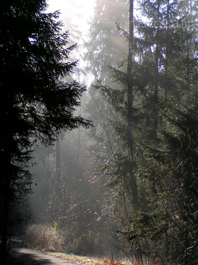 Parduodamas 5.6 ha ypatingo grožio miškų ūkio - nuotraukos Nr. 5