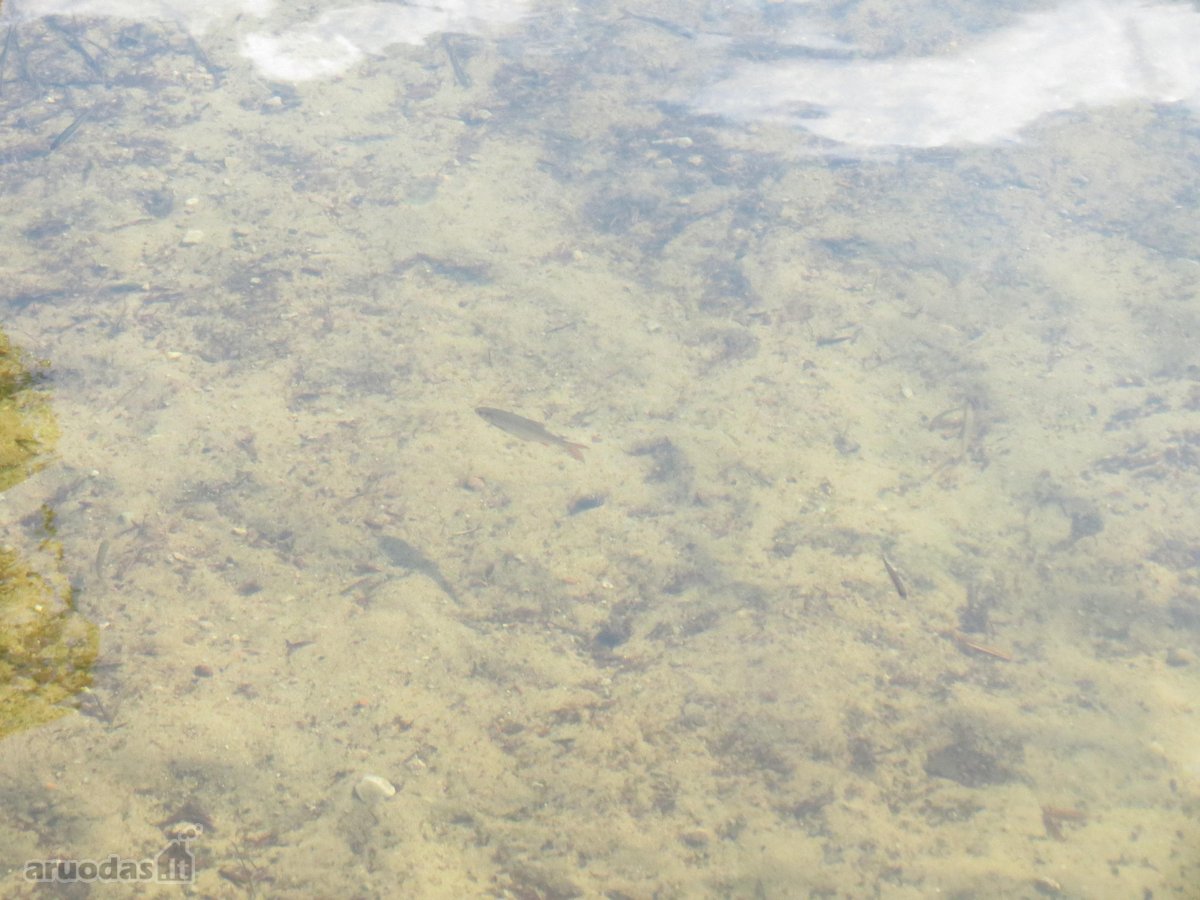 Parduodamas 5.6 ha ypatingo grožio miškų ūkio - nuotraukos Nr. 8