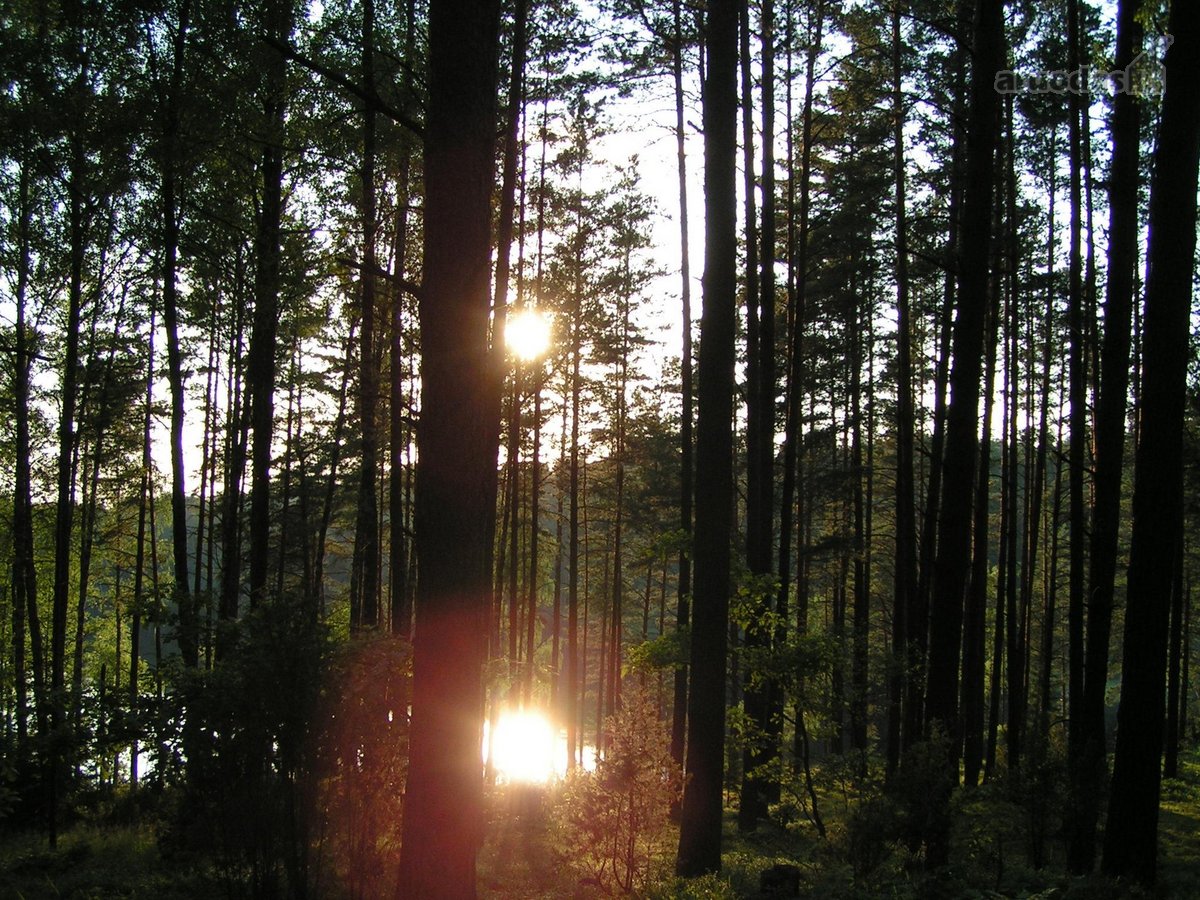 Parduodamas 5.6 ha ypatingo grožio miškų ūkio - nuotraukos Nr. 11
