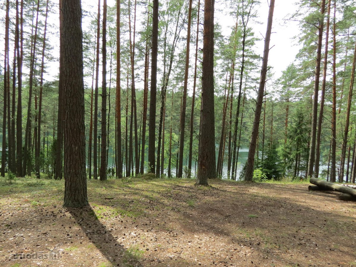 Parduodamas 5.6 ha ypatingo grožio miškų ūkio - nuotraukos Nr. 14