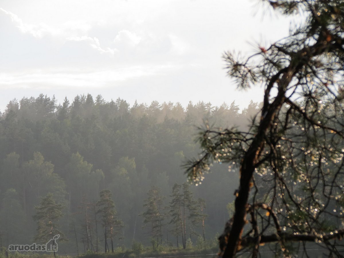 Parduodamas 5.6 ha ypatingo grožio miškų ūkio - nuotraukos Nr. 15